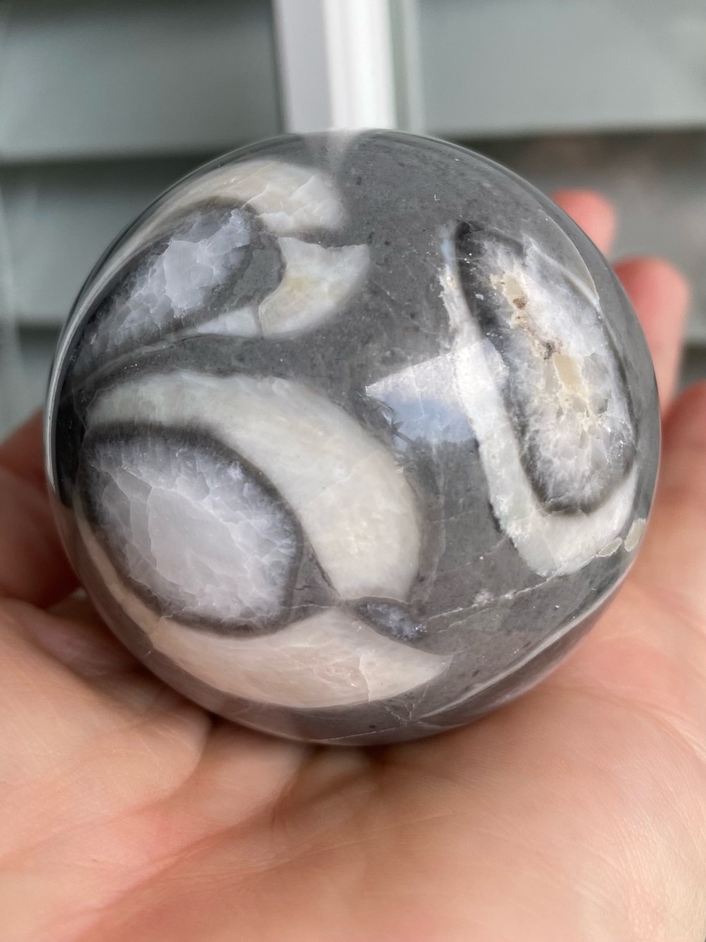 🩶 ANCIENT FOSSILS… IN A SPHERE! 🩶